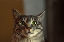 Helios 44-2 58mm f/2 KMZ Vintage Lens Legendary Swirly Bokeh, M42 Canon EF