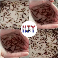 Mixed Color Cull Neocaridina Shrimp 100 PK + 10 DOA