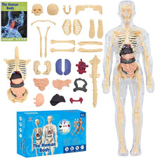 Clear Human Body Structure Model, 3D Human Anatomy Model with Removable Organs 