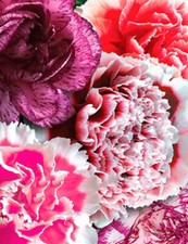 Carnation - Dianthus Chabaud Picotee Fantasy Mixed - 80 Seeds.