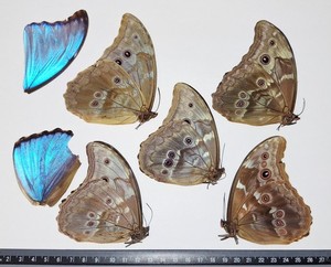 LOT OF 20 MORPHO GODARTI A2 PLUS 2 WINGS TO REPAIR UNMOUNTED WINGS CLOSED 