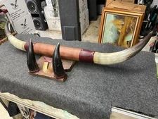 MOUNTED STEER BULL  HORNS 44" tip to tip COW BULL HORN LONGHORN