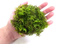 Fern Moss Live Moss for Terrarium, Vivarium, Fairy garden - Sequim, Washington