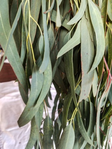 Organic Eucalyptus globulus fresh Leaves - Picture 7 of 7