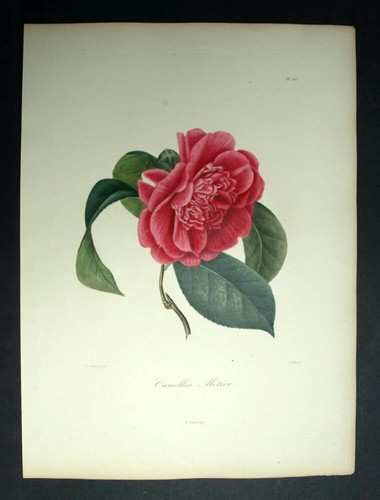 LE CAMÉLIA CAMELLIA MÉTÉOR Lithographie gravure Oudet, Berlese 1840 - Picture 2 of 2