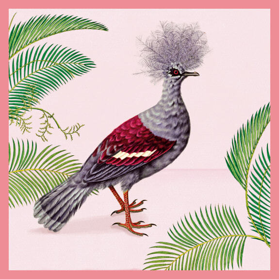 Western Crowned Pigeon - Blank Art Greeting Birthday Card Exotic Bird NH Museum