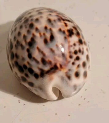 CYPREA TIGRIS ? SHELL ORANGE LINE FROM PHILLIPPINES 