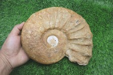Ammonite – Authentic Cretaceous Fossil from Morocco Fossils
