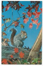 SQUIRREL (Eating an Acorn, Autumn Leaves), Devaney Color c1950's Unused Postcard
