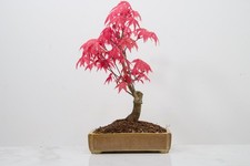 'Deshojo' Japanese Maple Bonsai - 15cm Topaz Glazed Pot ZT1825