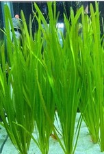 Italian Vallisneria Spiralis