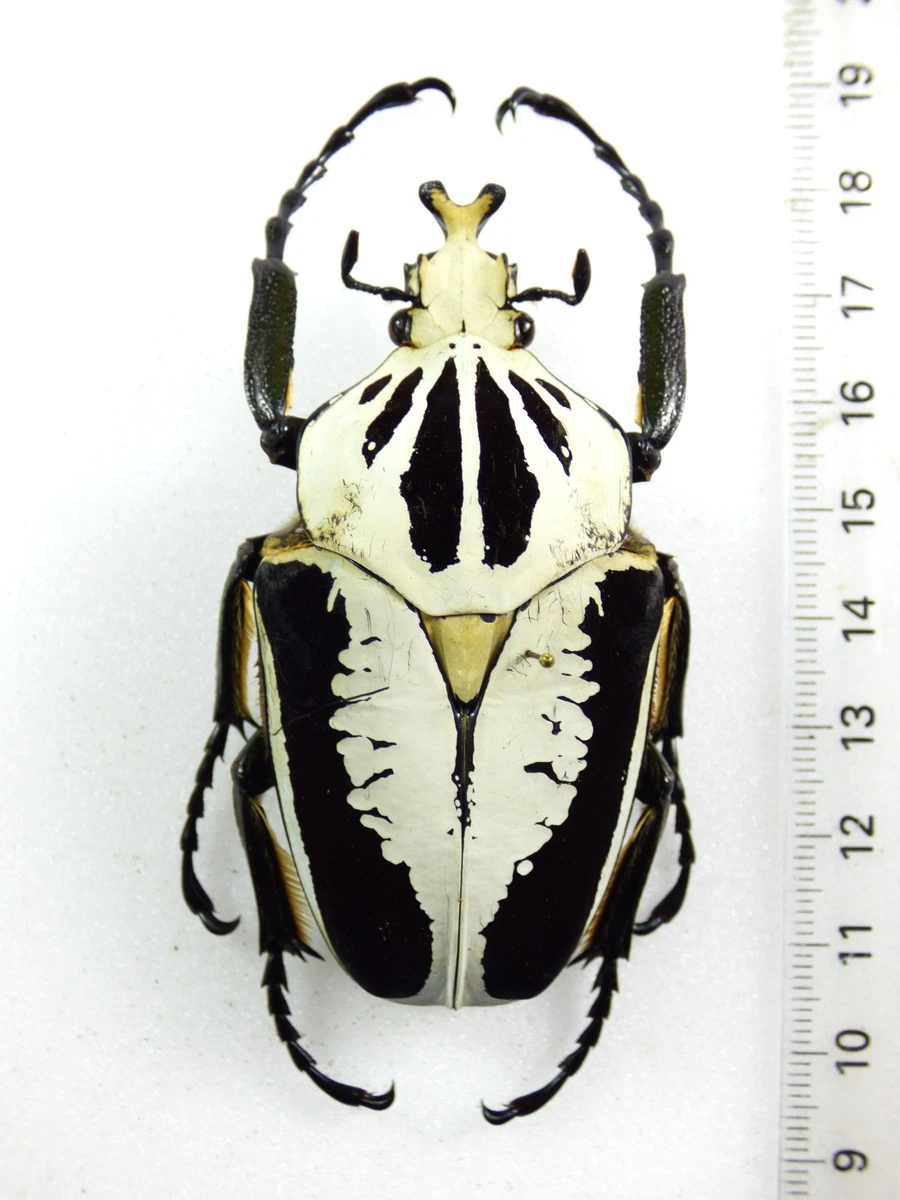 Goliathus Beetle for sale | eBay