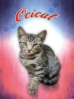 Holzschild 40X30 Cm Katze Ocicat Deko Geschenk Holz Schild