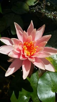 Water Lilies In Adelaide Region Sa Plants Gumtree Australia Free Local Classifieds