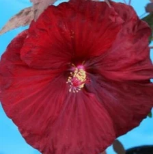 bush hibiscus MOULIN ROUGE* red flower hardy 2.5" pot = 1 Dormant Potted Plant