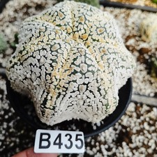 groß!!!-------Copiapoa cinerea/Ariocarpus/Astrophytum myriostigma