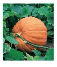 10 seeds Big Max Giant Pumpkin Heirloom Huge prizewinners weigh 100+ pounds!