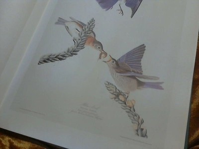 Birds of America (Beaux Livres) Harrison, Colin, Cyril Walker and John James Aud