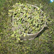 Salae - Broussonetia kurzii - 10+ seeds - Graines - Samen - Gx 115