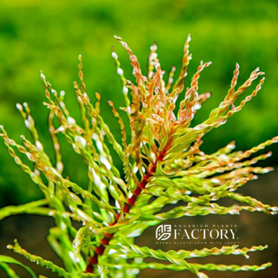 Ludwigia Tornado Vitro Culture | APF Aquarium Plants Factory 