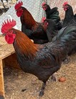 12+ Purebred French Black Copper Maran Hatching Eggs — photo 6