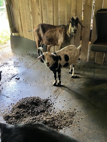 Goat Manure Fertilizer Organic -  1 Gallon Bag Of  Manure Free Shipping