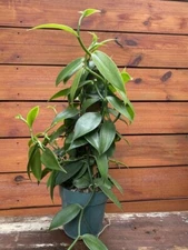 5 Live Cuttings with Vanilla Beans Fresh Planifolia Vanilla Orchids Roots New