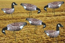 CANADA Geese Photo REAL Spreaders Goose Decoys To Full Body Decoy Decoying New