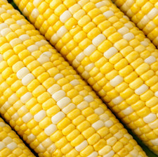 Peaches  Cream Sweet Corn Seeds   Bi-Color Hybrid
