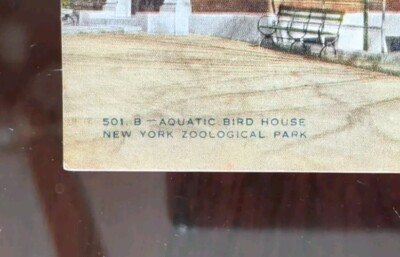 その他 ma Aquatic Bird House, New York Zoological Park, NY - 1916, Rough