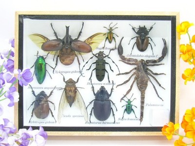 Unique piece - Real 3D prepared insects, showcase mural, museum quality a-m-18