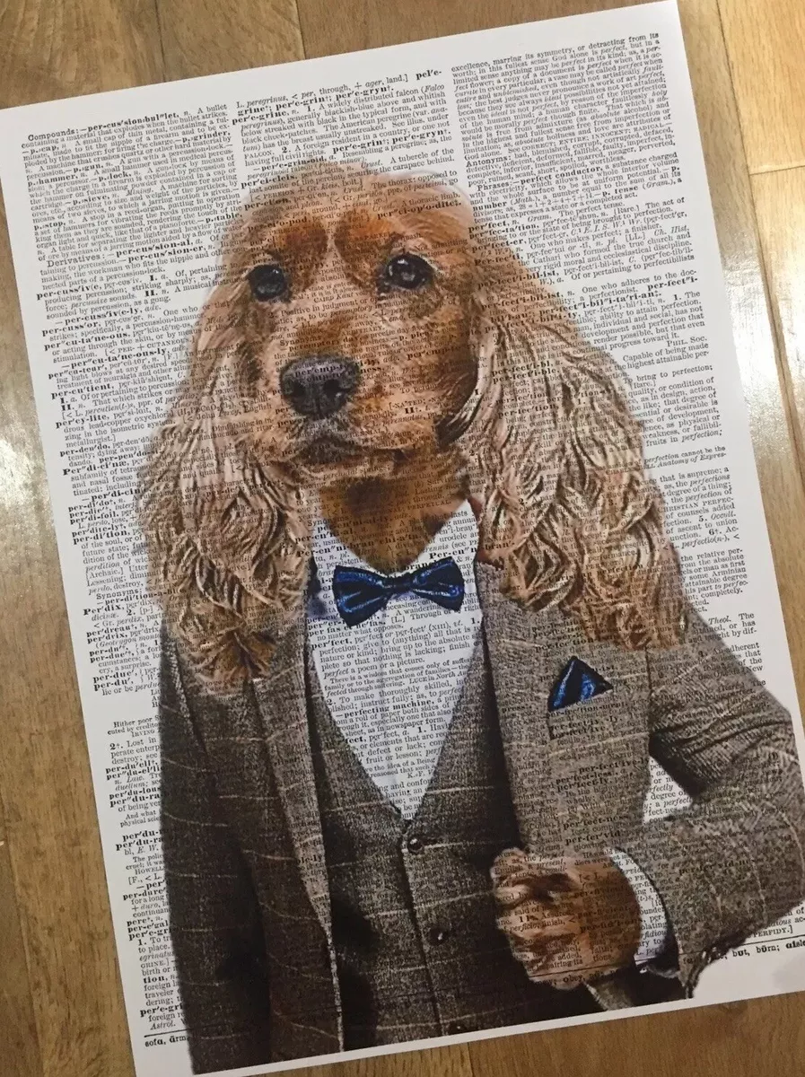 Cocker clearance spaniel outfits