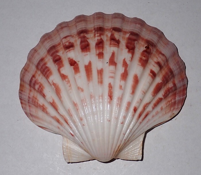 91 mm GREAT PATTERN Pecten Maximus Scallop Seashell #AD2