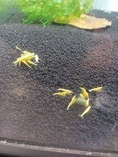 10 2 Yellow Golden Back Shrimp - Freshwater Neocaridina Aquarium Live Guarantee