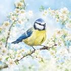 Garden Birds Paper Napkins 3 Ply Spring Tea Party Serviettes Decoupage x 20