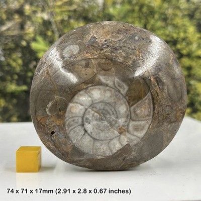 Polierter Knopf Goniatit Fossil - Devonzeit, Marokko