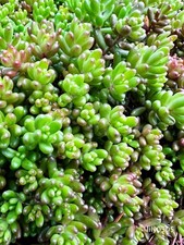 30 Sedum Album Green Ice Stone Crop Creeping Ground Cover