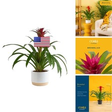 Costa Farms Bromeliad Live Plant In Decorative Pot Flowering Indoor Houseplant