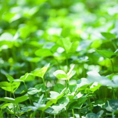 Eagle Seed Clover Keeper  Perennial Clover Blend | Deer Wildlife Food Plot Seed