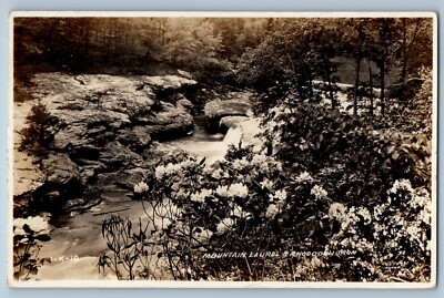c1940's View Of Mountain Laurel & Rhododenoron Cline RPPC Photo Vintage Postcard
