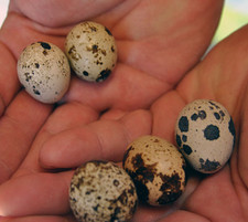 24 Jumbo Cortunix Fertile Quail Hatching Eggs - Fast Growth, High Hatch Rate