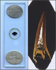 Antique Microscope Slide. Fossil Tooth of Fish in Coal