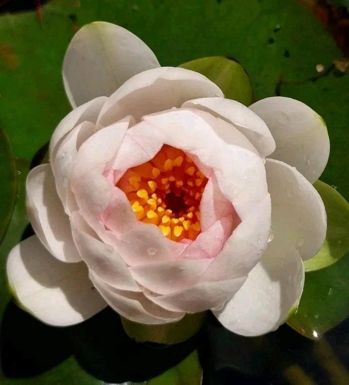1X Water Lilly Bulb Rooted Plant White Pink Mixed Colur Post Express Delivery - image 3 of 4