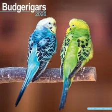 Budgerigar 2026 Wall Calendar, Avonside, Plastic Free Pack, 11.6" x 23.2"