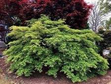Japanese Maple Acer Palmatum “Germaine’s Gyration” Weeping Live Tree Outside