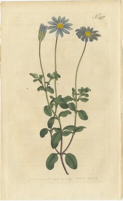 Antique Botany Print of the Blue-Flowered Cineraria or Cape Aster