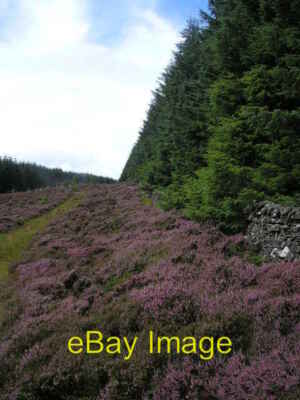 Photo 6x4 Firebreak and Drystane Dyke Little Minch Moor West Bold  c2008