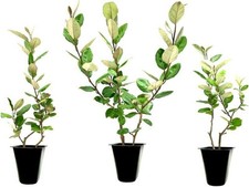 Elaeagnus Pungens I Live Plants I Thorny Olive I Hardy