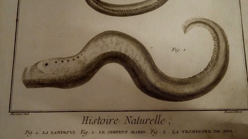 Gravure Histoire naturelle Diderot D'Alembert XVIIIème Antique Fish Engraving - Picture 4 of 5