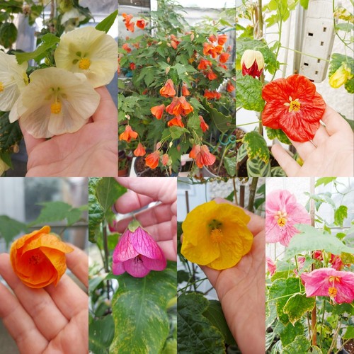AbutilonLarge Flowers,mix wee Plant grow from seeds. Well rooted in 5